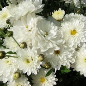 Саженец хризантемы мультифлора Пауло Уайт (Paularo White) (Белая )
