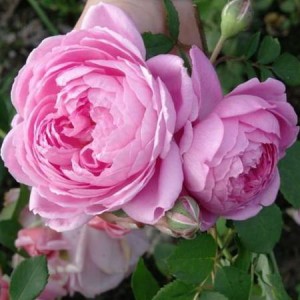 Саженец чайно-гибридной розы Аленушка (Alenushka)
