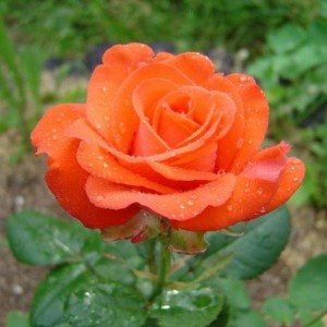 Роза Анжелика(чайно-гибридная)