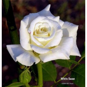 Саженец чайно-гибридной розы Белая лебедь (White Swan)