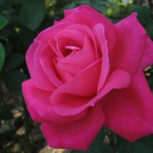 Роза Экскалибур(чайно-гибридная)