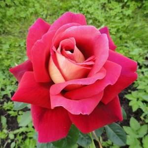 Роза Кроненбург(чайно-гибридная)