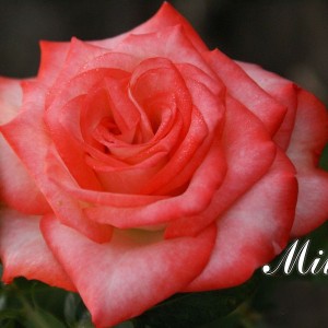 Роза Milva(чайно-гибридная)