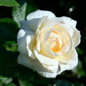 Роза Монд Жарден (плетистая)
