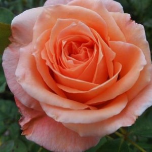 Роза Сусанна(чайно-гибридная)