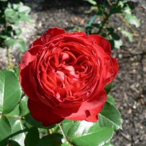 Саженец чайно-гибридной розы Травиата (Traviata)