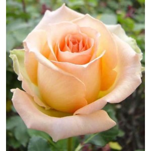 Роза Версилия(чайно-гибридная)