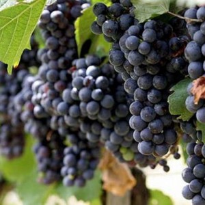 Саженец винограда Молдова (Поздний/Черный)