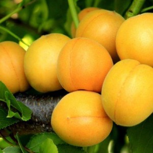 Саженец абрикоса Царский