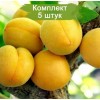 Саженцы абрикоса Самарский (поздний) -  5 шт.