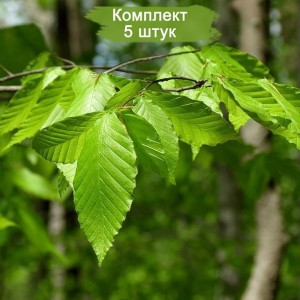 Сеянцы бука Лесной Крупнолистый ( 10 -15 см) -  5 шт.
