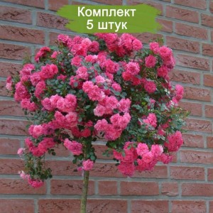 Саженцы штамбовой розы Книрпс (Knirps) -  5 шт.