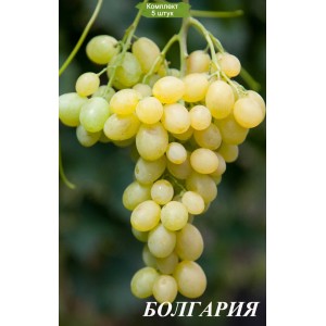Саженцы винограда Болгария (Ранний/Белый) -  5 шт.