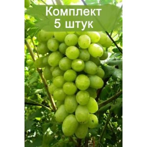 Саженцы винограда Вега Запорожская (Ранний/Белый) -  5 шт.