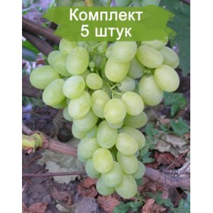 Саженцы винограда Вива Айка (Ранний/Белый) -  5 шт.