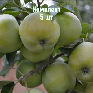 Комплект 5шт / Яблоня Башкирский изумруд
