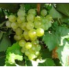 Виноград Галан: фото и описание